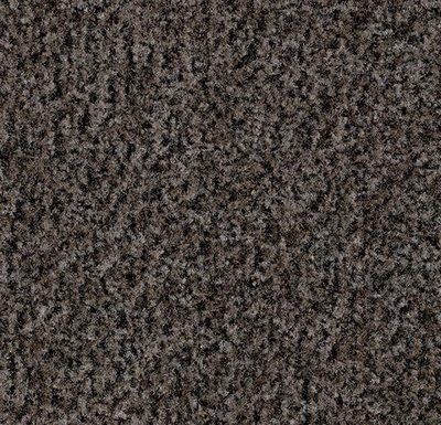 Coral Brush shark grey